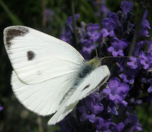 Réf. 260 003 : Pieris mannii